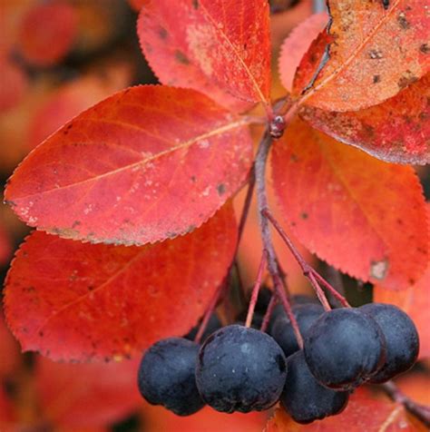 Aronia Melanocarpa Autumn Magic: A Superfood from Your Backyard